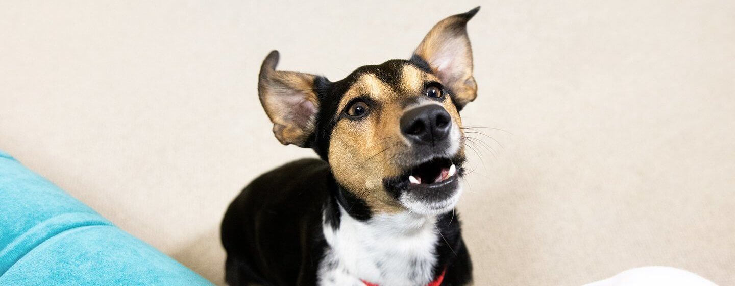Best thing online for teething puppies